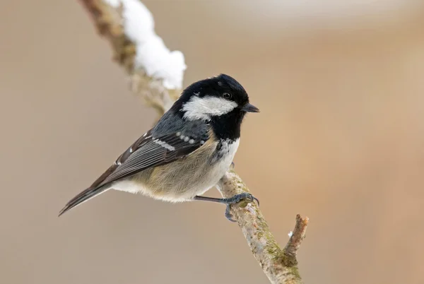 Coal tit — Stock Photo, Image