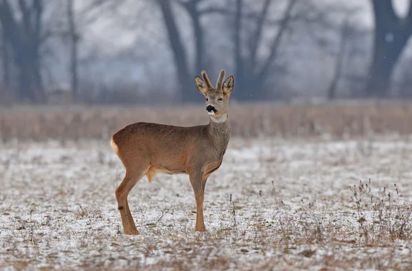 Reeën in de winter — Stockfoto