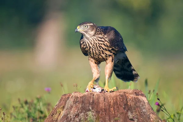 Giovane goshawk settentrionale con topo — Foto Stock