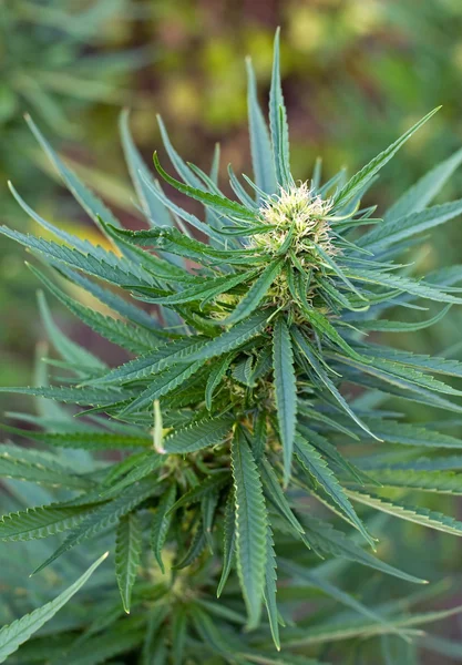 Pianta da cannabis in fase di fioritura — Foto Stock