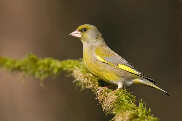 Greenfinch — Stock Photo, Image