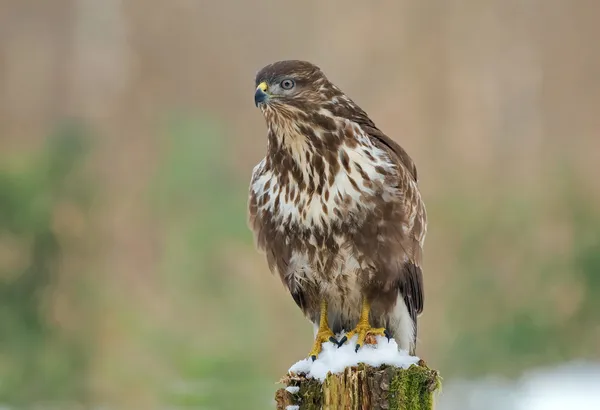 Buitre común en invierno — Foto de Stock