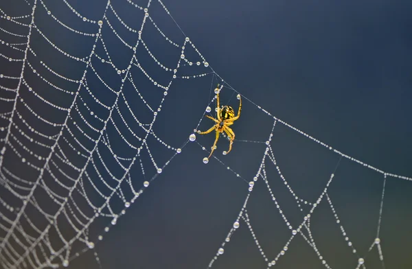 Spider pe web păianjen — Fotografie, imagine de stoc