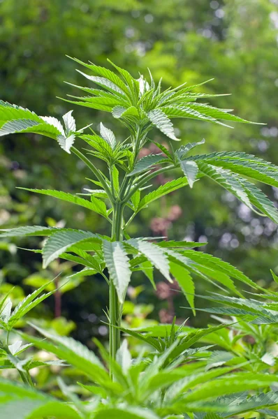 大麻植物 — 图库照片