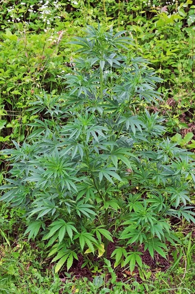 Cannabisväxt — Stockfoto