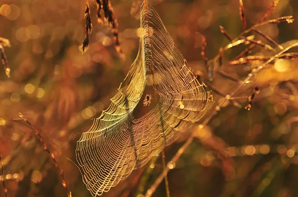 Паук на паутине — стоковое фото
