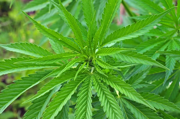 Närbild på cannabisplantan — Stockfoto