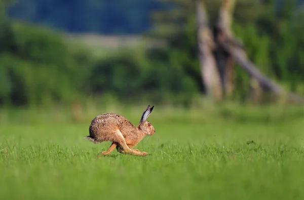 Brauner Hase läuft — Stockfoto