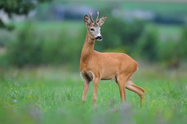 Rehwild — Stockfoto