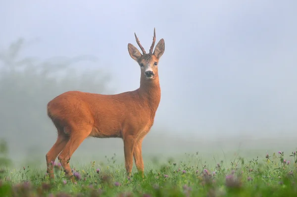 Rehwild — Stockfoto