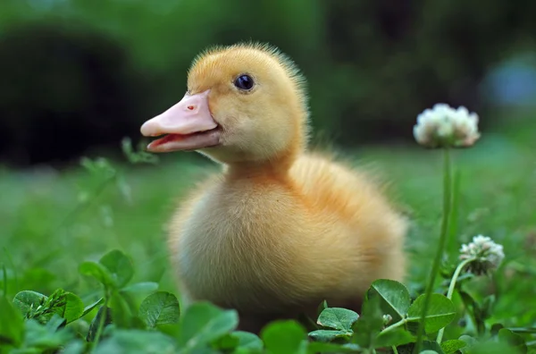 Küçük ördek — Stok fotoğraf