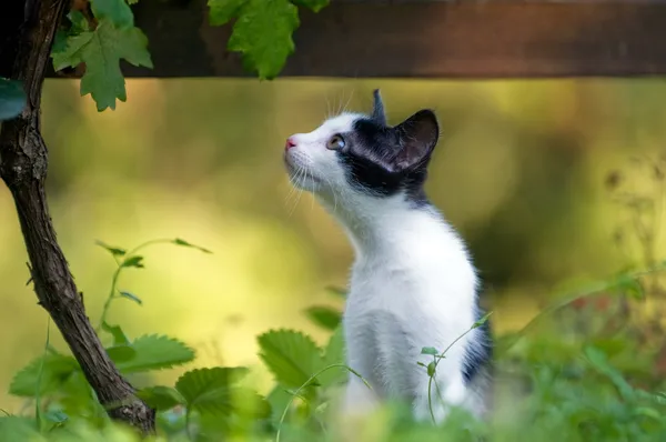 Gatito joven — Foto de Stock