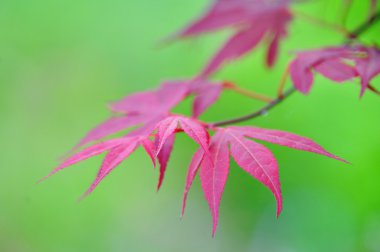 doğa arka plan - Mor yaprakları yeşil renkli