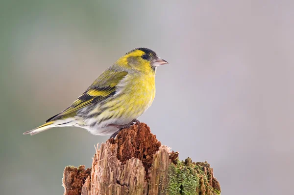 Eurasischer Zeisig — Stockfoto