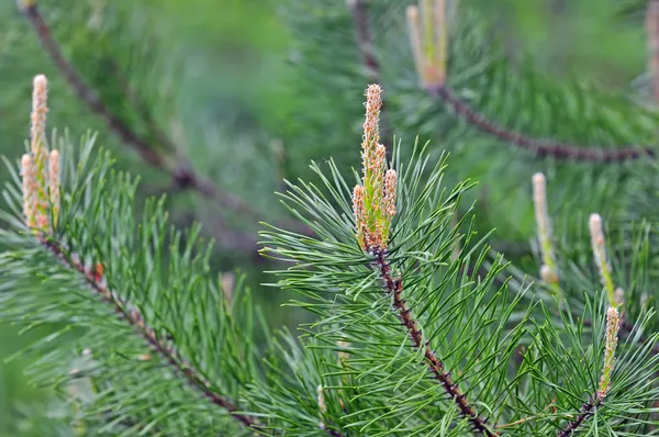 Nature backgrounds - detail photo of conifer — Stock Photo, Image