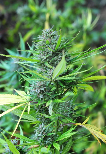 Marijuana bud — Stock Photo, Image