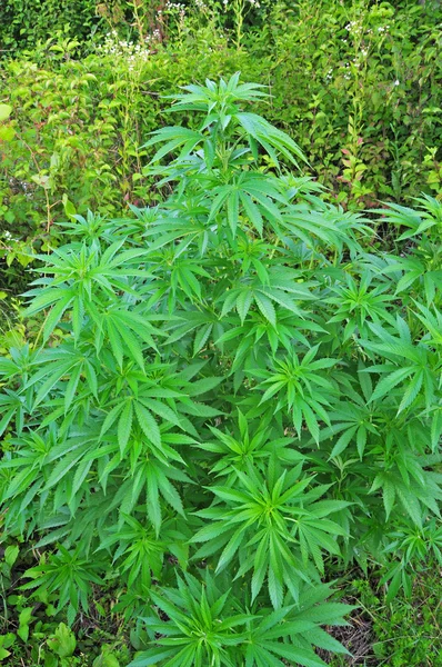Planta de cannabis —  Fotos de Stock