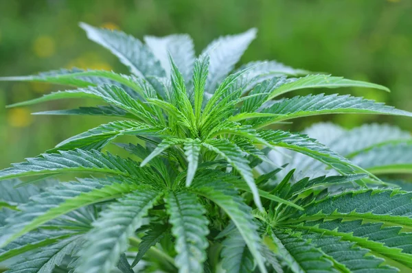 Foto ravvicinata della pianta di cannabis — Foto Stock