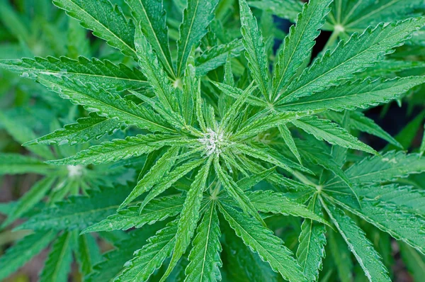 Kannabisz növény a virágzás korai szakaszában — Stock Fotó
