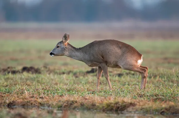 Reeën plassen — Stockfoto