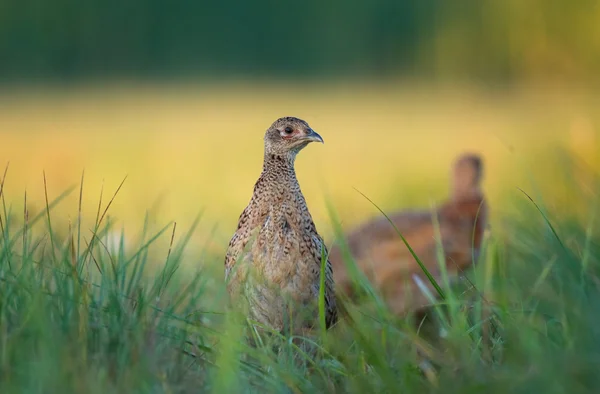 Female pheasant — Stock Photo, Image