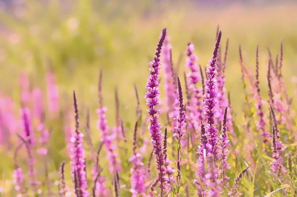 Fond nature - fleurs violettes rétro-éclairées — Photo