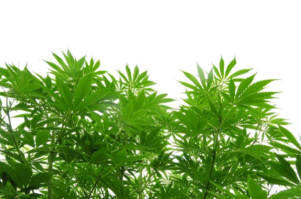 Cannabis növény vegetatív szakaszában — Stock Fotó