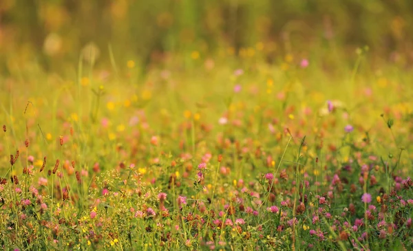 Meadow in early morning light — Stock Photo, Image