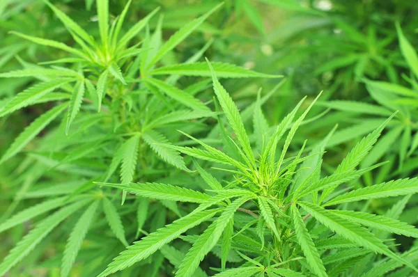 Planta de cannabis em fase vegetativa — Fotografia de Stock
