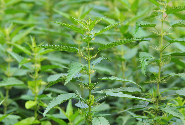 Common nettle at flowering stage