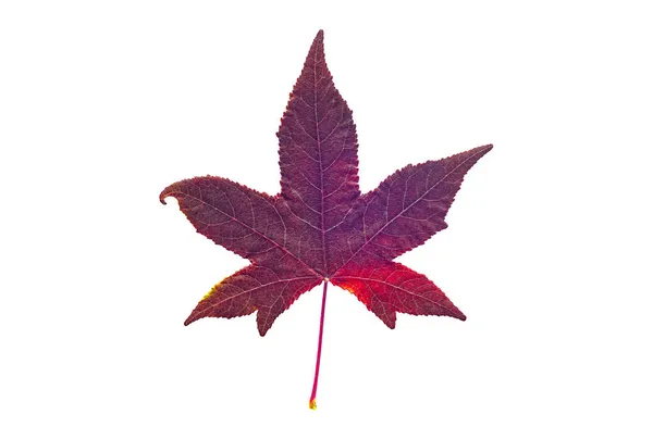 Red American Sweetgum Leaf Isolado Sobre Fundo Branco — Fotografia de Stock