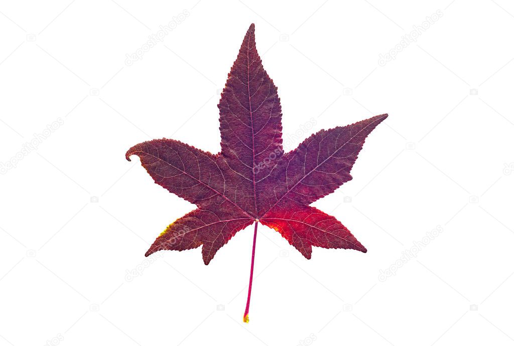 Red American sweetgum leaf, isolated on white background