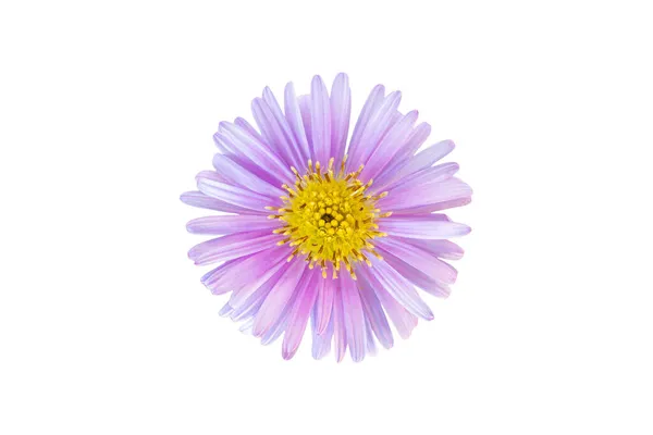 Bouton Riz Aster Fleur Tête Isolée Sur Fond Blanc — Photo