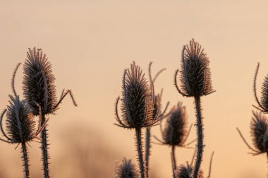 Buz kaplı dipsacus bitkileri (Wild Teasel) sıcak kış güneşi tarafından listelenmiştir.