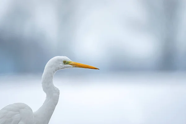 Close Foto Van Een Grote Witte Zilverreiger — Stockfoto