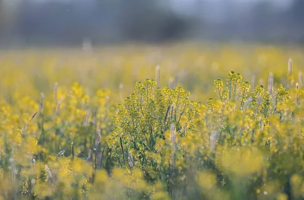 田んぼの季節に畑で育つ美しい黄色の野生の花 — ストック写真