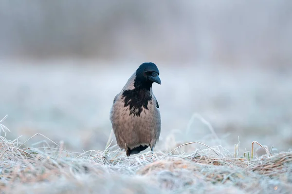 Vrána Kápí Stojící Poli Pokrytém Bázní Hledající Potravu — Stock fotografie