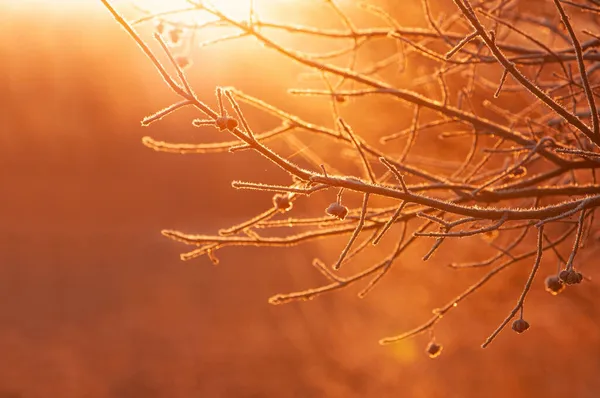 Frost Covered Bush Branches Back Lit Warm Early Morning Winter — Stock Photo, Image