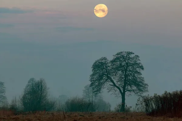夕方になると木や風景の上に月が昇る — ストック写真