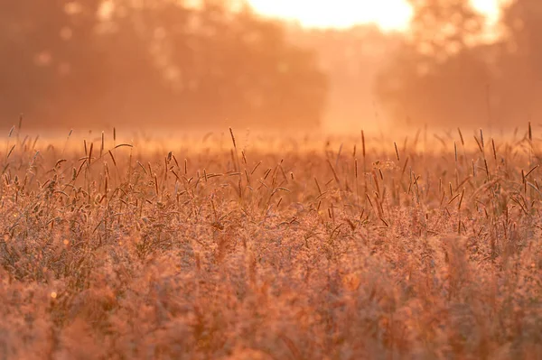 暖かい初夏の朝の光 自然の背景の草原 — ストック写真