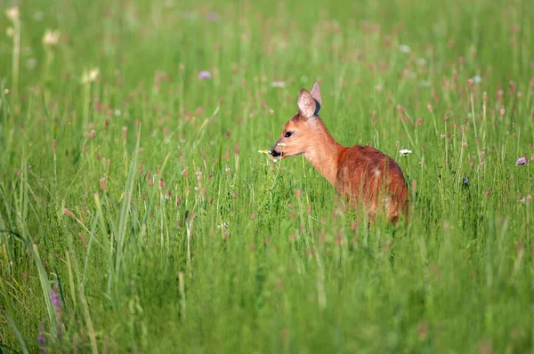 Roe Jelení Mláďata Pasoucí Pastvinách Letním Období — Stock fotografie