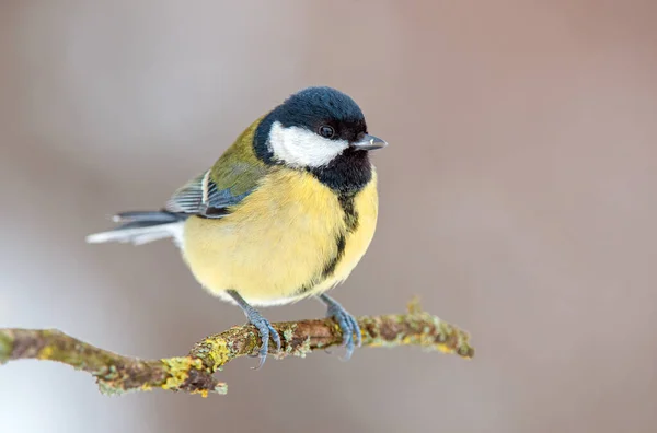Great Tit Parus Major Perching Twig — 图库照片