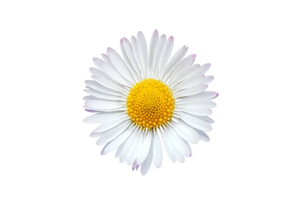Společné Sedmikrásky Květ Izolované Bílém Pozadí — Stock fotografie