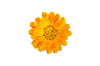 Common marigold (Calendula Officinalis) flowerhead, isolated on white background