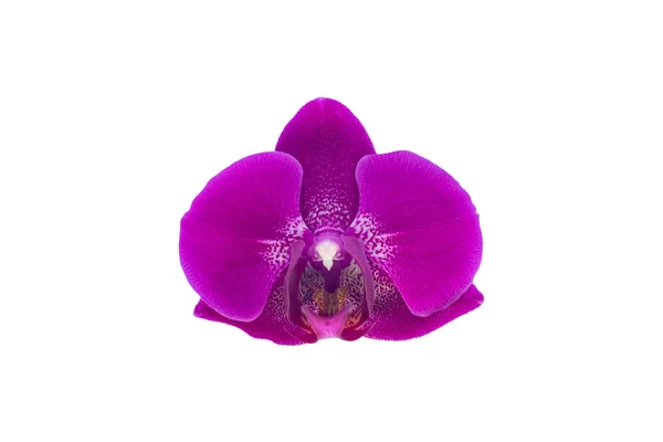 Purple Orchid Orchidaceae Flowerhead Isolated White Background —  Fotos de Stock