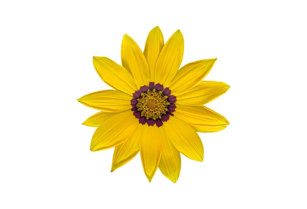 Żółty Kwiat Skarbu Wyizolowany Białym Tle — Zdjęcie stockowe