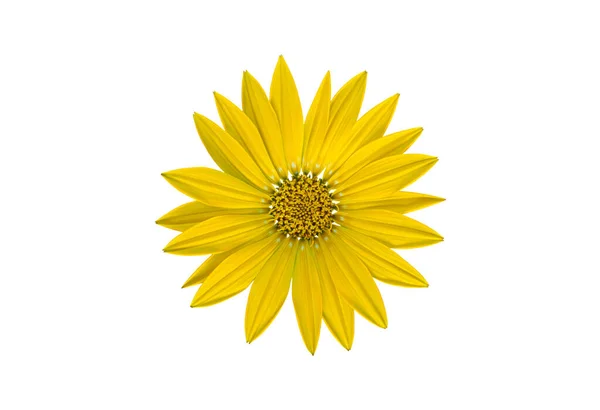 Fioritura Fiore Giallo Tesoro Isolato Uno Sfondo Bianco — Foto Stock