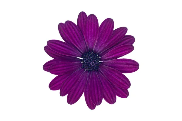 Purple Cape Marguerite Afrikaanse Daisy Bloesem Geïsoleerd Een Witte Achtergrond — Stockfoto