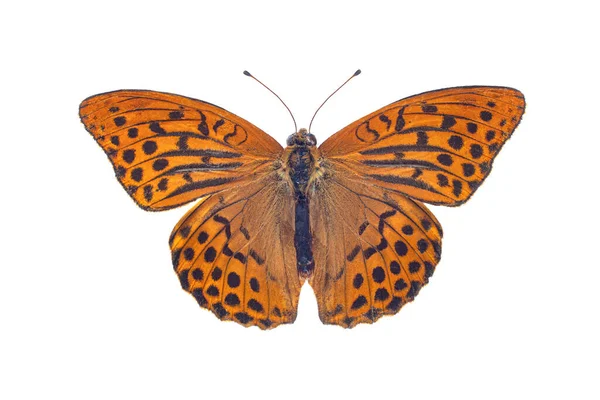 Motyl Fritillary Wyizolowany Białym Tle — Zdjęcie stockowe