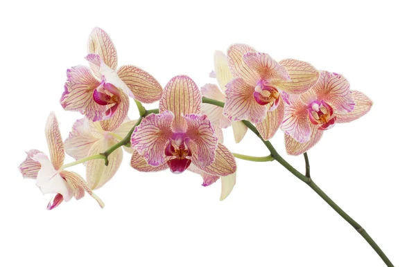 잡 색된 개화 난초